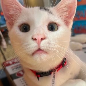 Meet your Posher, Jack